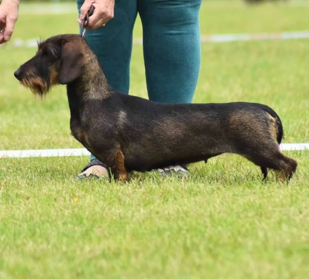 Pin wire dachshund for sale cheap