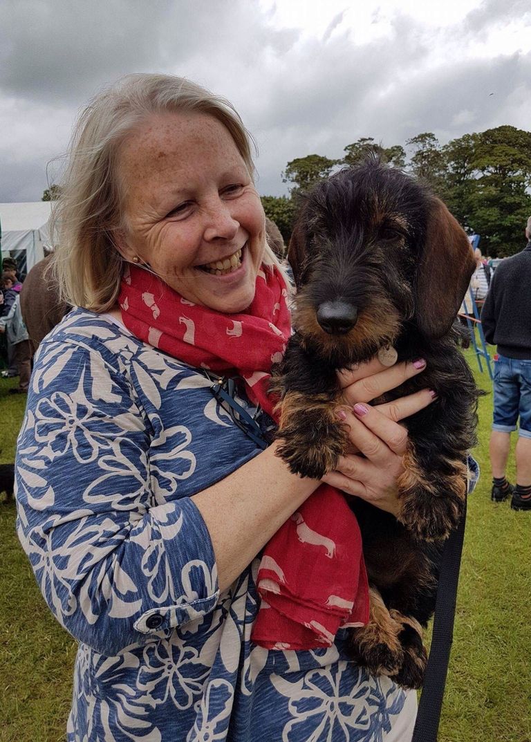 Standard wire new arrivals haired dachshund